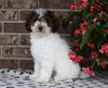 ICA Registered Mini Poodle For Sale Fredericksburg, OH Female- Elaine