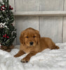 AKC Registered Golden Retriever For Sale Millersburg OH Male-Elmo