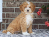 Mini Poodle For Sale Fredericksburg, OH Male- Eric