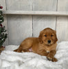 AKC Registered Golden Retriever For Sale Millersburg OH Male-Elmo