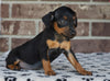 F1B Miniature Pinscher Mix For Sale Fredericksburg, OH Female- Renae