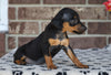 F1B Miniature Pinscher Mix For Sale Fredericksburg, OH Female- Renae