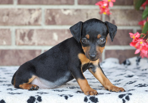 F1B Miniature Pinscher Mix For Sale Fredericksburg, OH Female- Renae