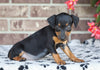 F1B Miniature Pinscher Mix For Sale Fredericksburg, OH Female- Renae