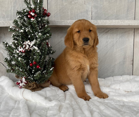 AKC Registered Golden Retriever For Sale Millersburg OH Male-Junior