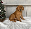 AKC Registered Golden Retriever For Sale Millersburg OH Male-Junior