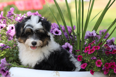 Mini Aussiedoodle For Sale Fredericksburg, OH Male- Axe