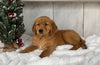 AKC Registered Golden Retriever For Sale Millersburg OH Male-Junior