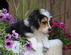 Mini Aussiedoodle For Sale Fredericksburg, OH Male- Ace