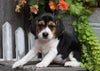 Beagle For Sale Millersburg, OH Female- Zoey