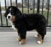 AKC Registered Bernese Mountain Dog For Sale Millersburg OH Female-Molly