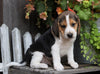 Beagle For Sale Millersburg, OH Male- Connor