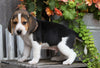 Beagle For Sale Millersburg, OH Male- Connor