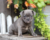 Frenchton For Sale Millersburg, OH Female- Lexi