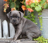 Frenchton For Sale Millersburg, OH Male- Tyson