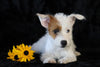 Jack-a-poo For Sale Applecreek, OH Female- Mia