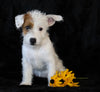 Jack-a-poo For Sale Applecreek, OH Female- Mia