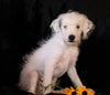 Jack-a-poo For Sale Applecreek, OH Male- Polar