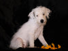 Jack-a-poo For Sale Applecreek, OH Male- Polar