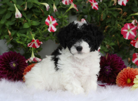 ICA Registered Toy Poodle For Sale Fredericksburg, OH Female- Mariah