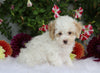 ICA Registered Toy Poodle For Sale Fredericksburg, OH Female- Poppy