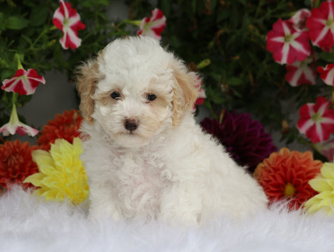 ICA Registered Toy Poodle For Sale Fredericksburg, OH Female- Poppy