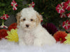 ICA Registered Toy Poodle For Sale Fredericksburg, OH Female- Poppy