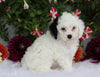 ICA Registered Toy Poodle For Sale Fredericksburg, OH Male- Odie