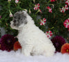 ICA Registered Toy Poodle For Sale Fredericksburg, OH Male- Alfie