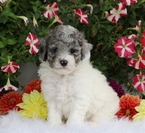 ICA Registered Toy Poodle For Sale Fredericksburg, OH Male- Alfie