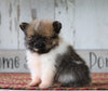 ACA Registered Pomeranian For Sale Millersburg, OH Female- Faith