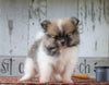 ACA Registered Pomeranian For Sale Millersburg, OH Female- Hope