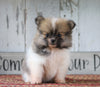 ACA Registered Pomeranian For Sale Millersburg, OH Female- Hope