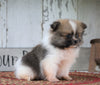 ACA Registered Pomeranian For Sale Millersburg, OH Female- Grace