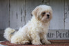 Shih Tzu For Sale Millersburg, OH Male- Cody