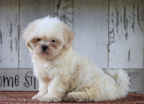 Shih Tzu For Sale Millersburg, OH Male- Cody