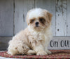 Shih Tzu For Sale Millersburg, OH Female- Princess