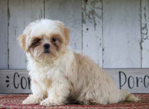 Shih Tzu For Sale Millersburg, OH Female- Princess