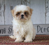 Shih Tzu For Sale Millersburg, OH Female- Princess