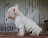 AKC Registered French Bulldog For Sale Millersburg, OH Male- Star
