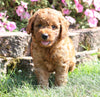 Mini Irishdoodle For Sale Fredericksburg, OH Male- Charley