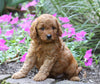 Mini Irishdoodle For Sale Fredericksburg, OH Male- Charley