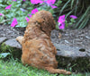 Mini Irishdoodle For Sale Fredericksburg, OH Male- Charley
