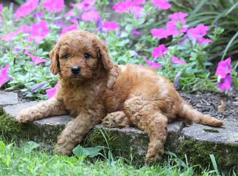 Mini Irishdoodle For Sale Fredericksburg, OH Male- Charley