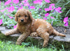 Mini Irishdoodle For Sale Fredericksburg, OH Male- Charley