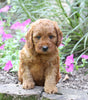 Mini Irishdoodle For Sale Fredericksburg, OH Male- Jasper