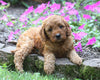 Mini Irishdoodle For Sale Fredericksburg, OH Male- Jasper
