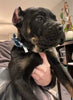 ICCF Registered Cane Corso (Italian Mastiff) For Sale Louisville OH Female-Myra
