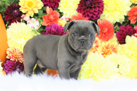 AKC Registered French Bulldog For Sale Fredericksburg, OH Male- Sebastian