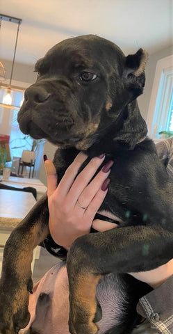 ICCF Registered Cane Corso For Sale Louisville OH Male- Duke